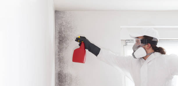 Certified Mold Removal in Guadalupe, AZ