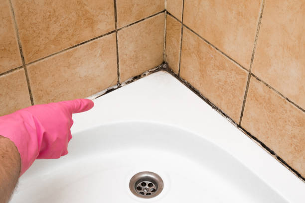 Best Commercial Mold Removal  in Guadalupe, AZ